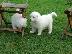 PoulaTo: Πωλούνται κουτάβια Samoyed.